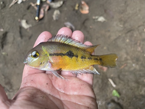 Nicaragua Cichlid