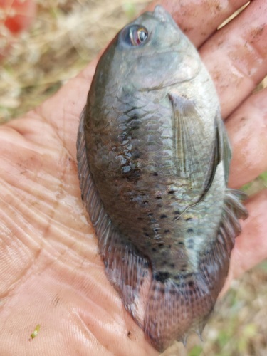 Cichlasoma orinoco (IDV-PACK)