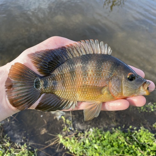 T- Bar Cichlis