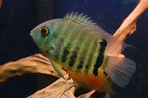 Golden Severum Cichlid