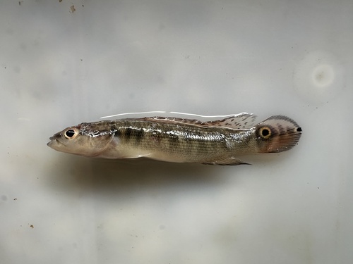 Pike Cichlids