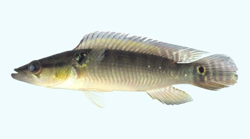 Ring Tailed Pike Cichlids