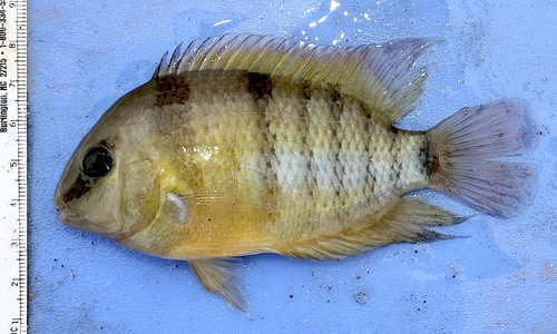 Honduran Red Point Convict Cichlid