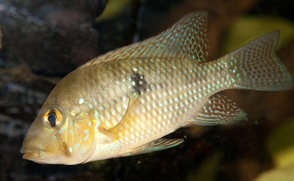 Geophagus abalios