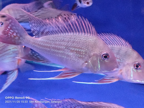 Geophagus altifron araguari