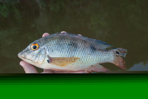 Geophagus sp. Aporema