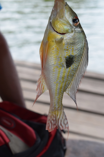Geophagus megasema