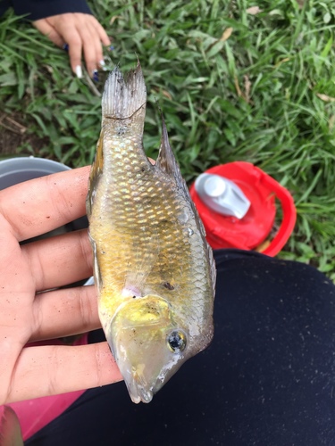 Yellowhump Eartheater