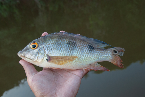 Satanoperca Rio Tapajos