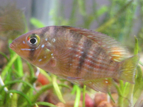 Gymnogeophagus terrapurpura