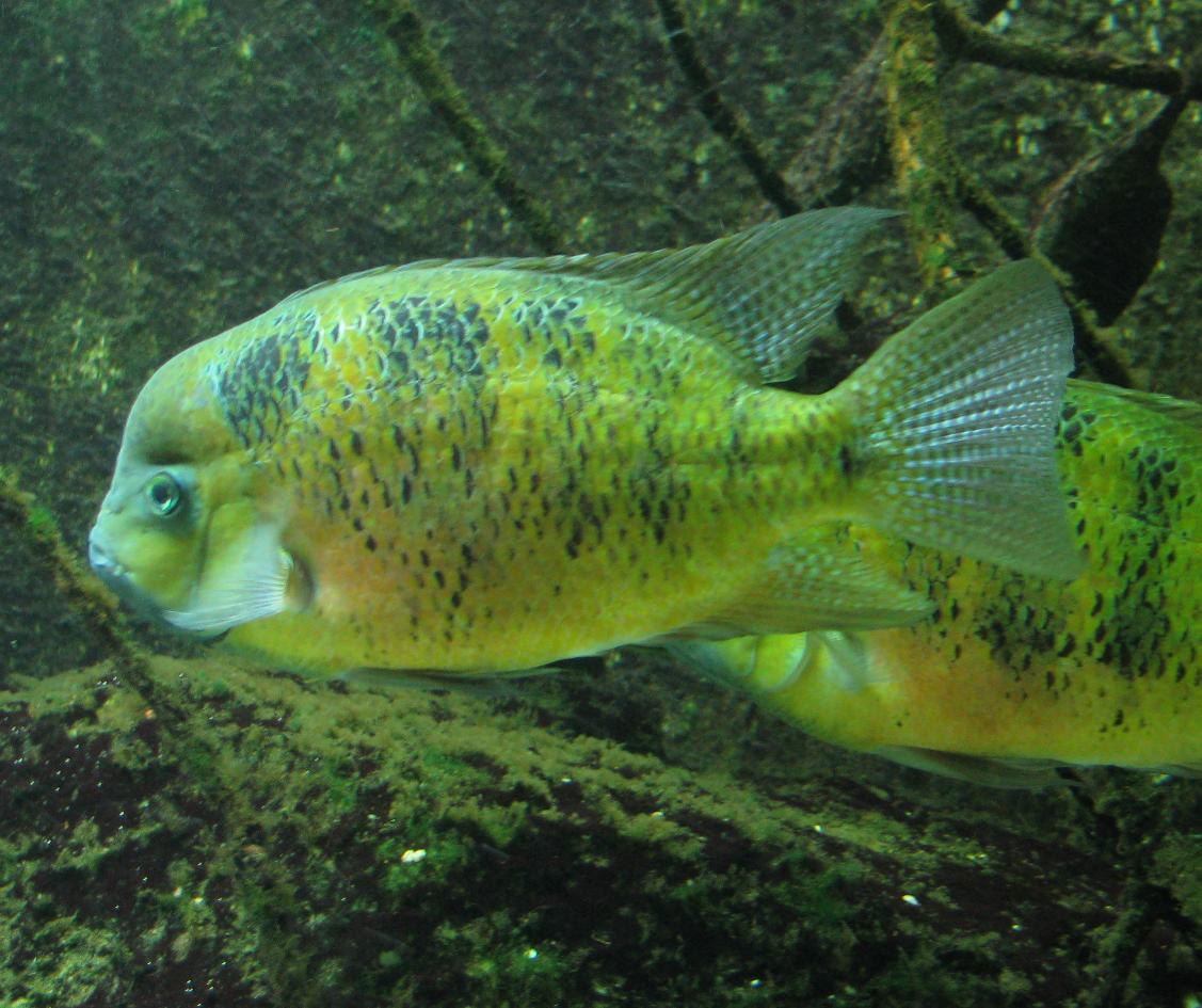 Golden Mojarra