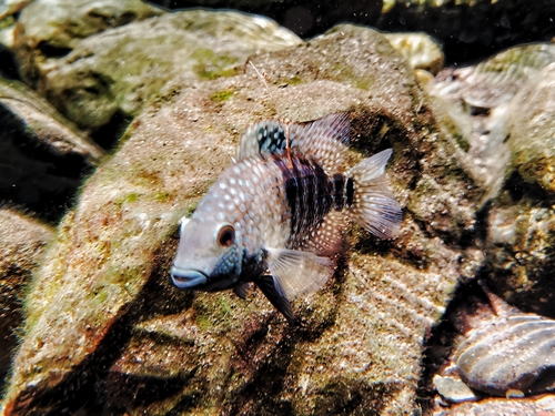 Green Texas Cichlid