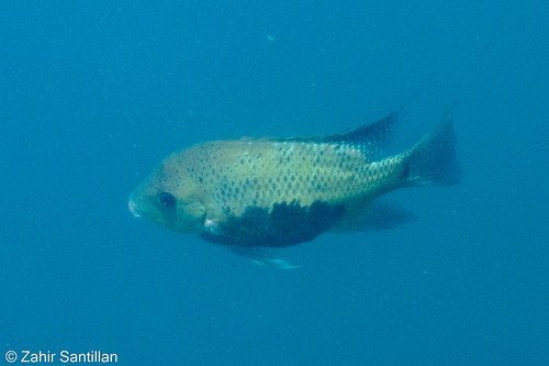 Herichthys pearsei