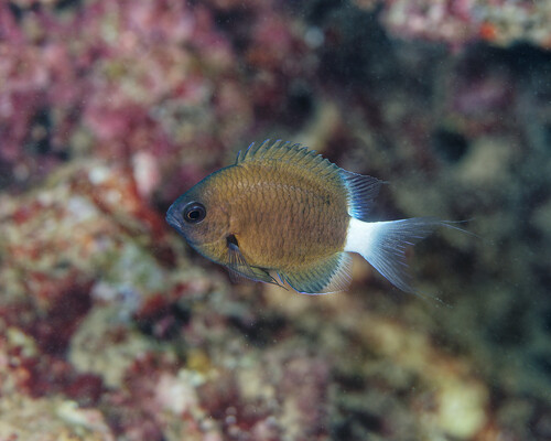 Bicolor Chromis