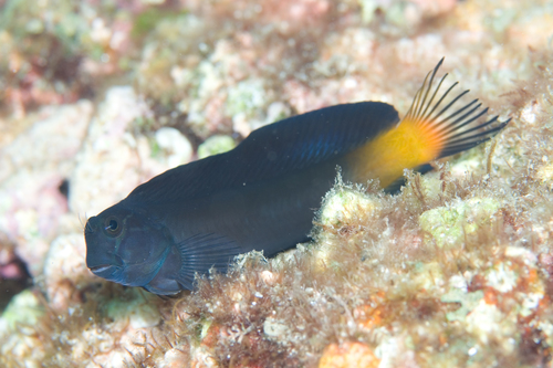 Black Combtoot Blenny