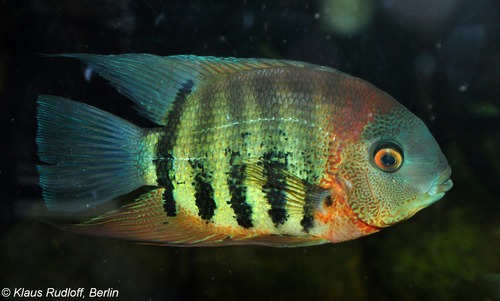 Red Spot Severum