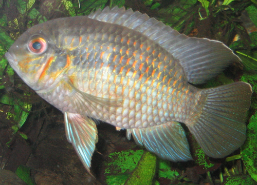 Krobia xinguensis (Xingu River)