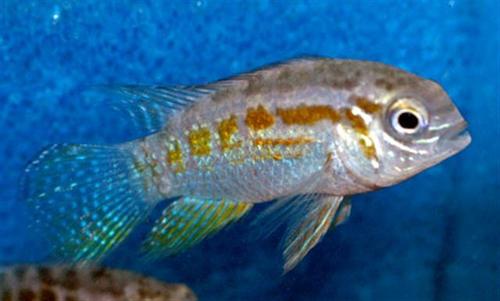 Araguaia 'SMILING' Dwarf Acara Cichlid