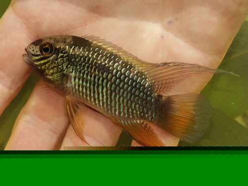 Laetacara fulvipinnis
