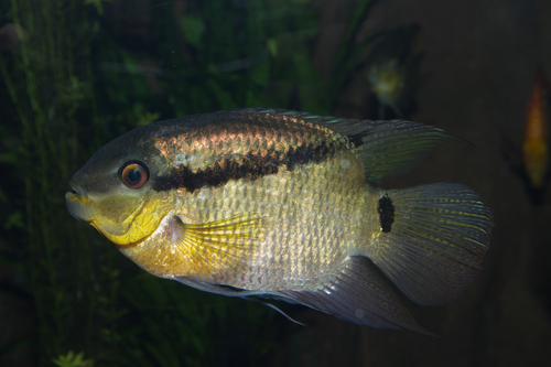 Manapiare Flag Cichlid