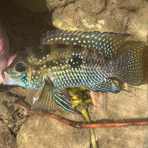 Flag Cichlid