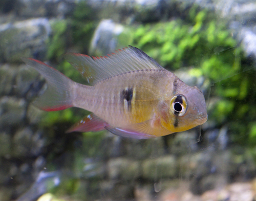 Bolivian Ram