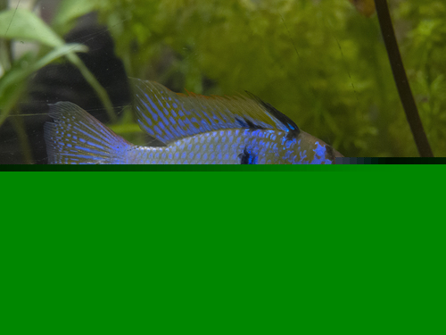 Blue Solid Ramirezi