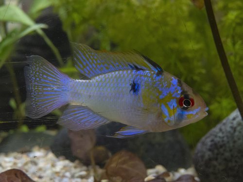 Blue Solid Ramirezi Balloon Longfin