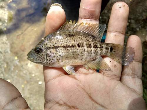 Haitian Cichlids