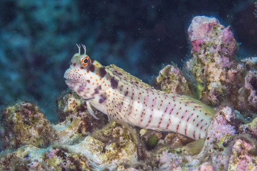Red Spotted Blenny