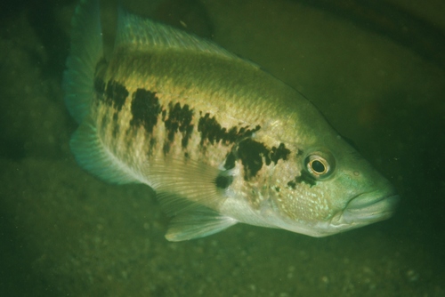 Wolf Cichlid