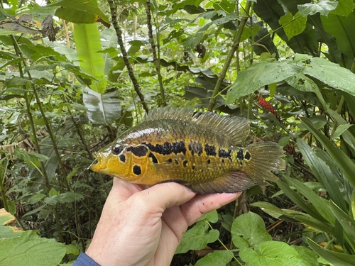 Parachromis loisellei panama
