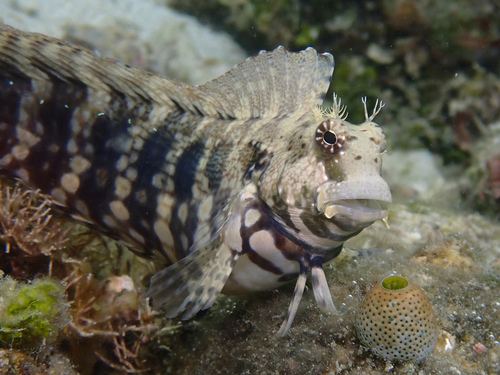 Striped Rock Blenny
