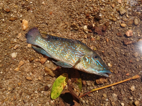 Retroculus lapidifer