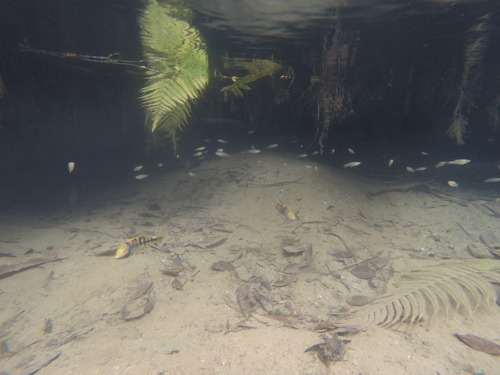 Arroyo Cichlid
