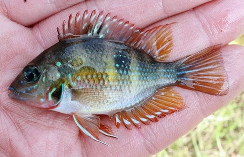 Maculipinnis Cichlid