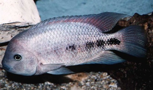 Vieja breidohri