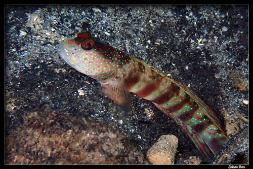 Pink-and Blue Spotted Goby