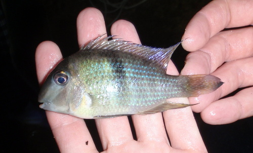 Guianacara dacrya