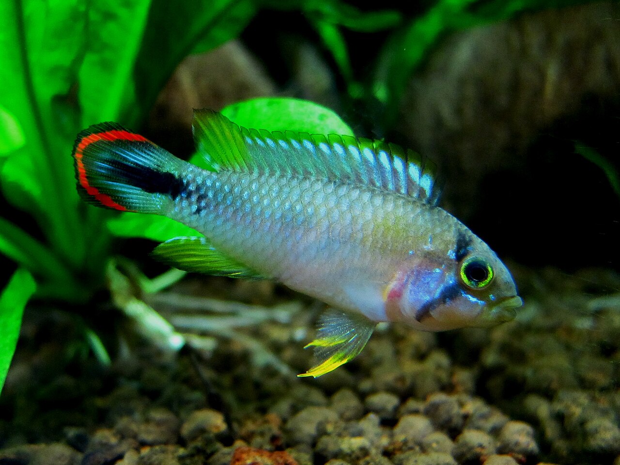 Apistograma panduro
