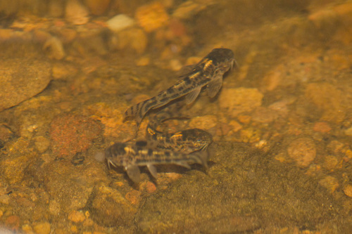 C 125 Catfish