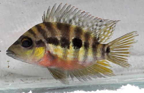 Astatheros longimanus
