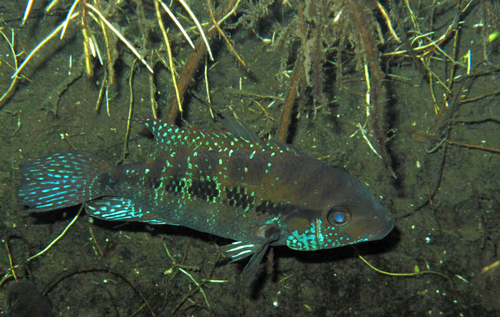 Astatheros robertsoni