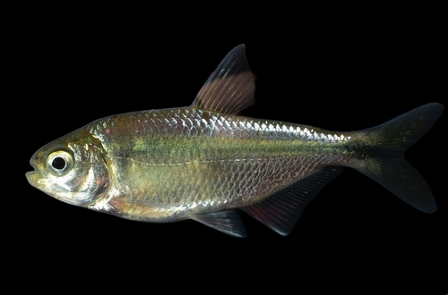 Astyanax jordani