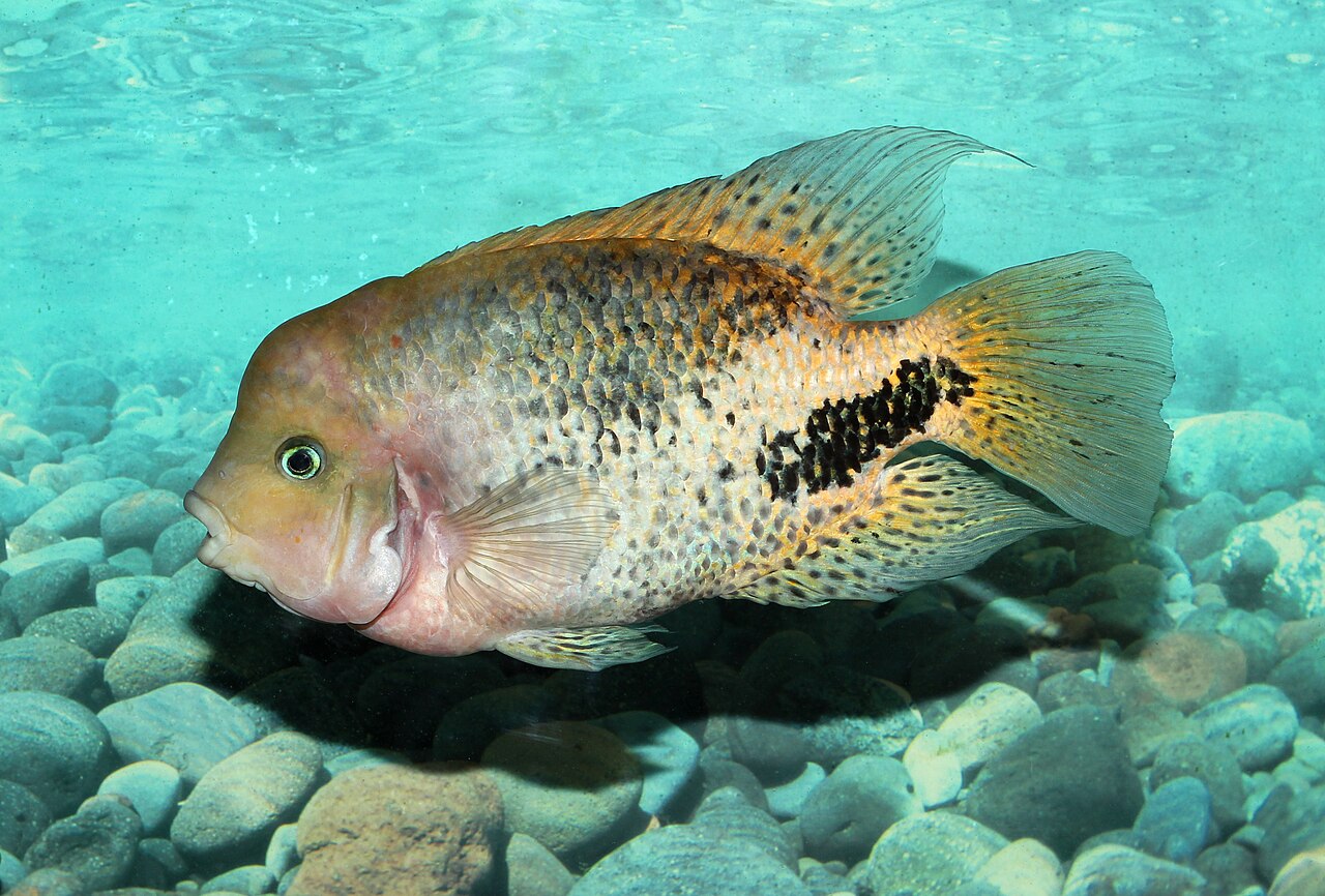 Photo of Synspillum Cichlid