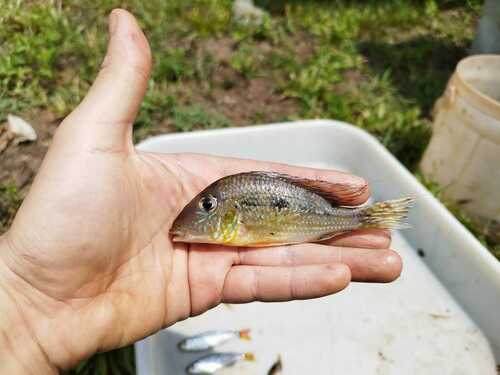 Geophagus mirabilis