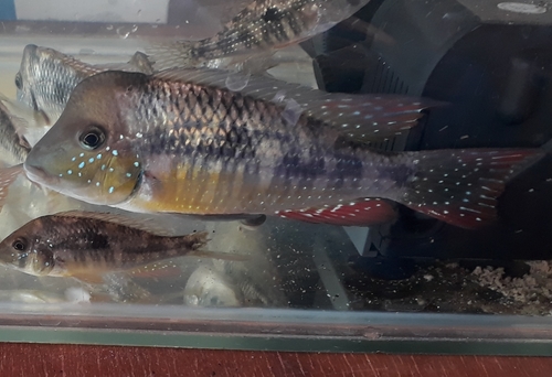 Gymnogeophagus caaguazuensis