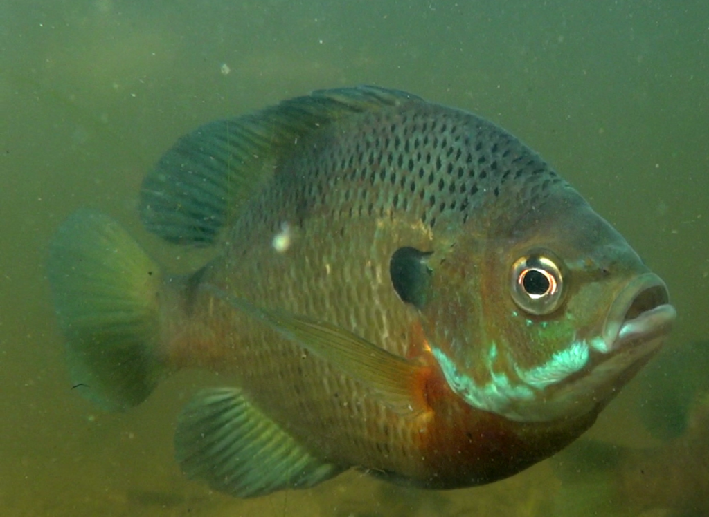 Lepomis cynaelus