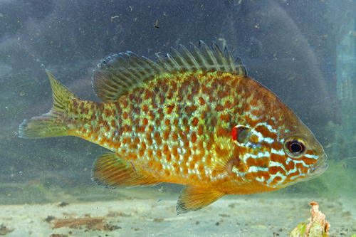 Cichlid-Pumkinseed
