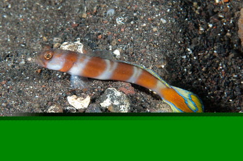 Flagtail Shrimpgoby